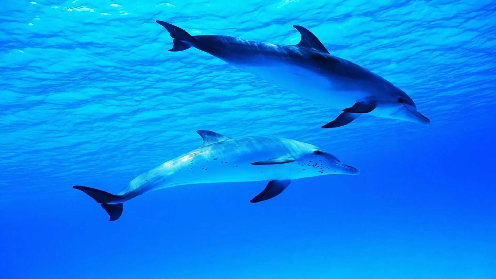 Two dolphins swim under lit blue waters