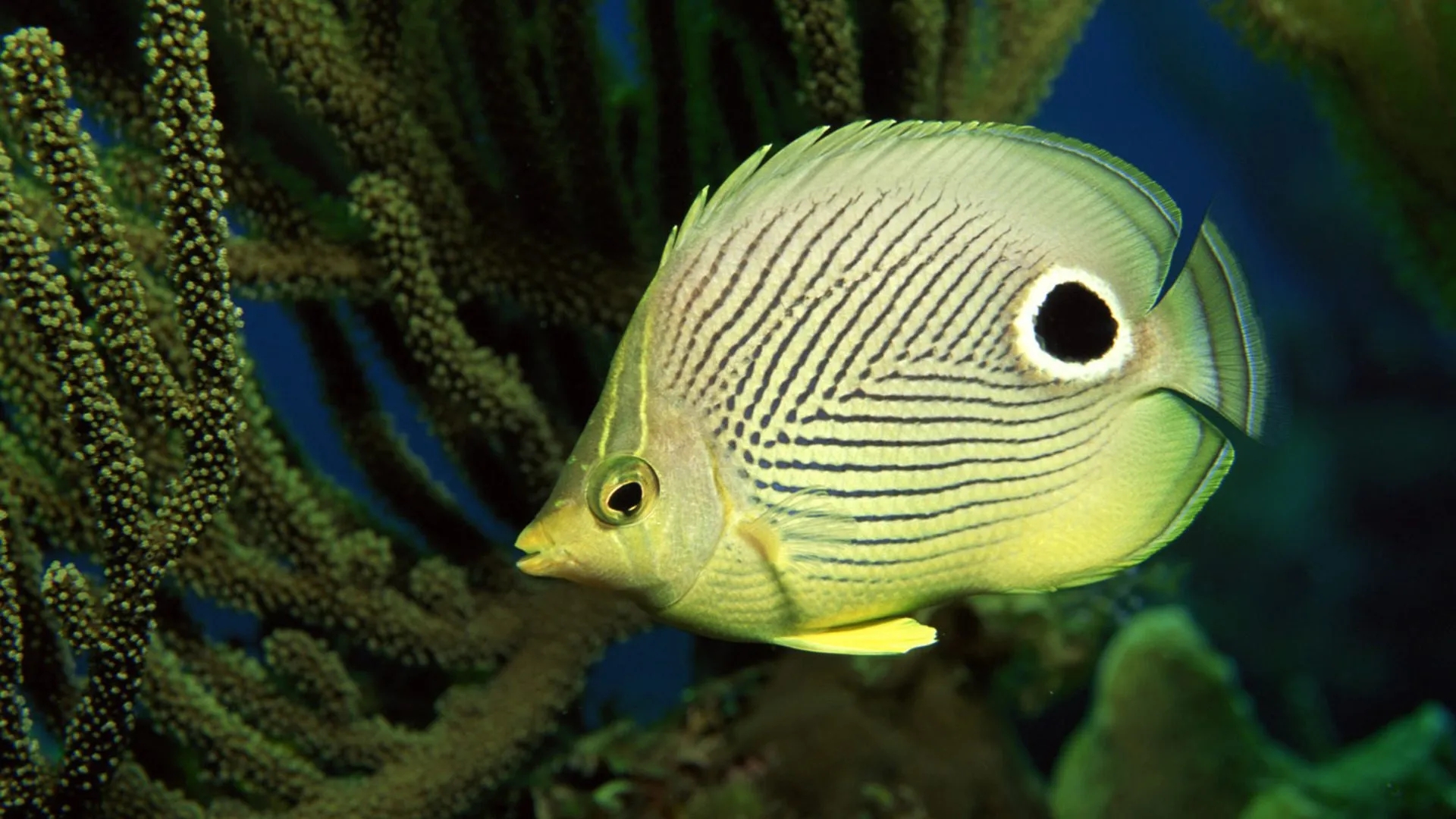 Red coral reef underwater with a yellow fish swimming nearby