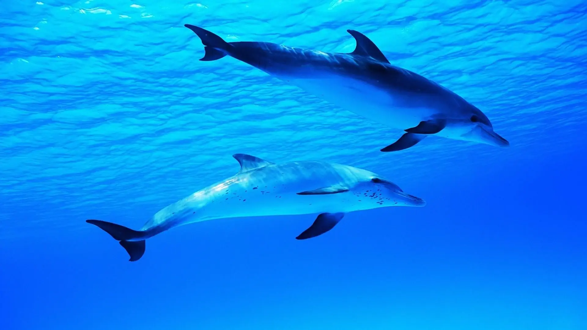 Two dolphins swim under lit blue waters