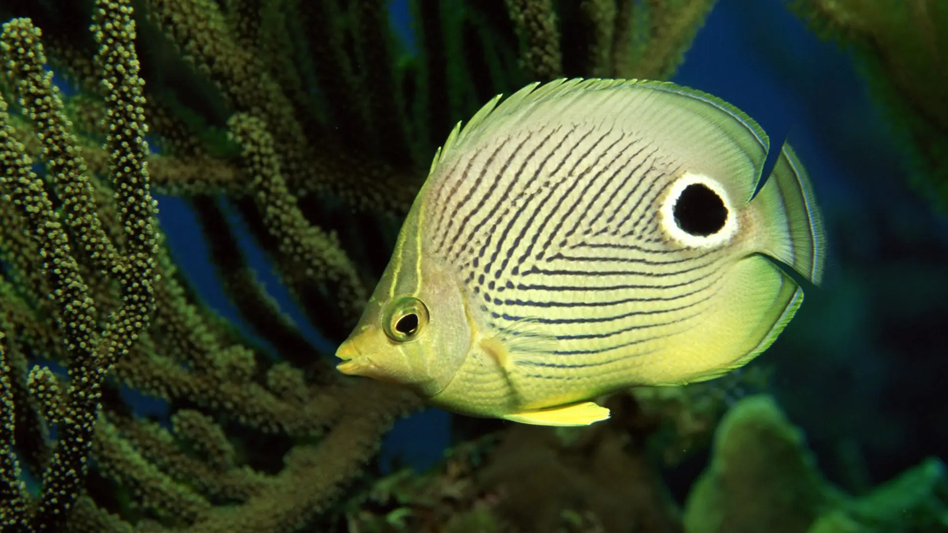 Red coral reef underwater with a yellow fish swimming nearby