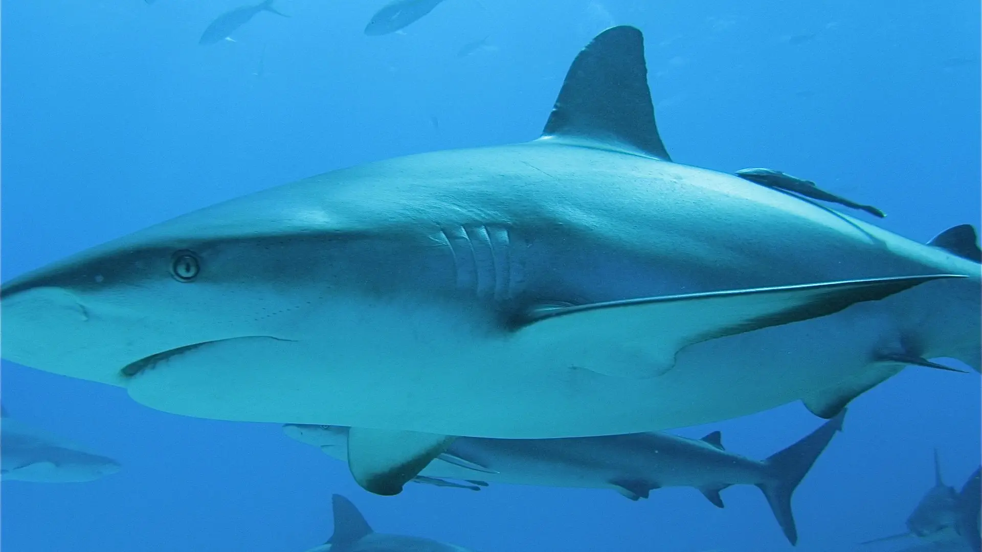 A group of gray sharks in an ocean of blue