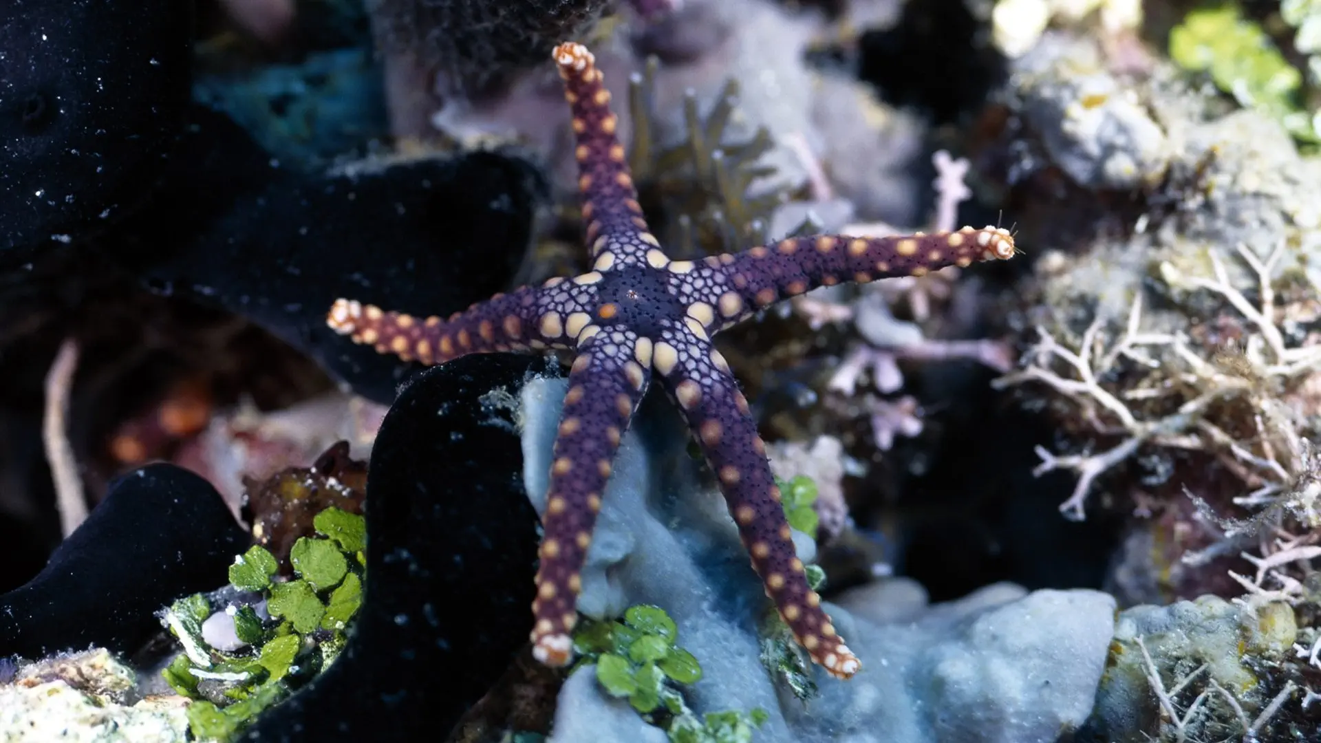 Purple starfish on coral underwater